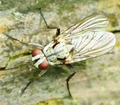 Eustalomyia