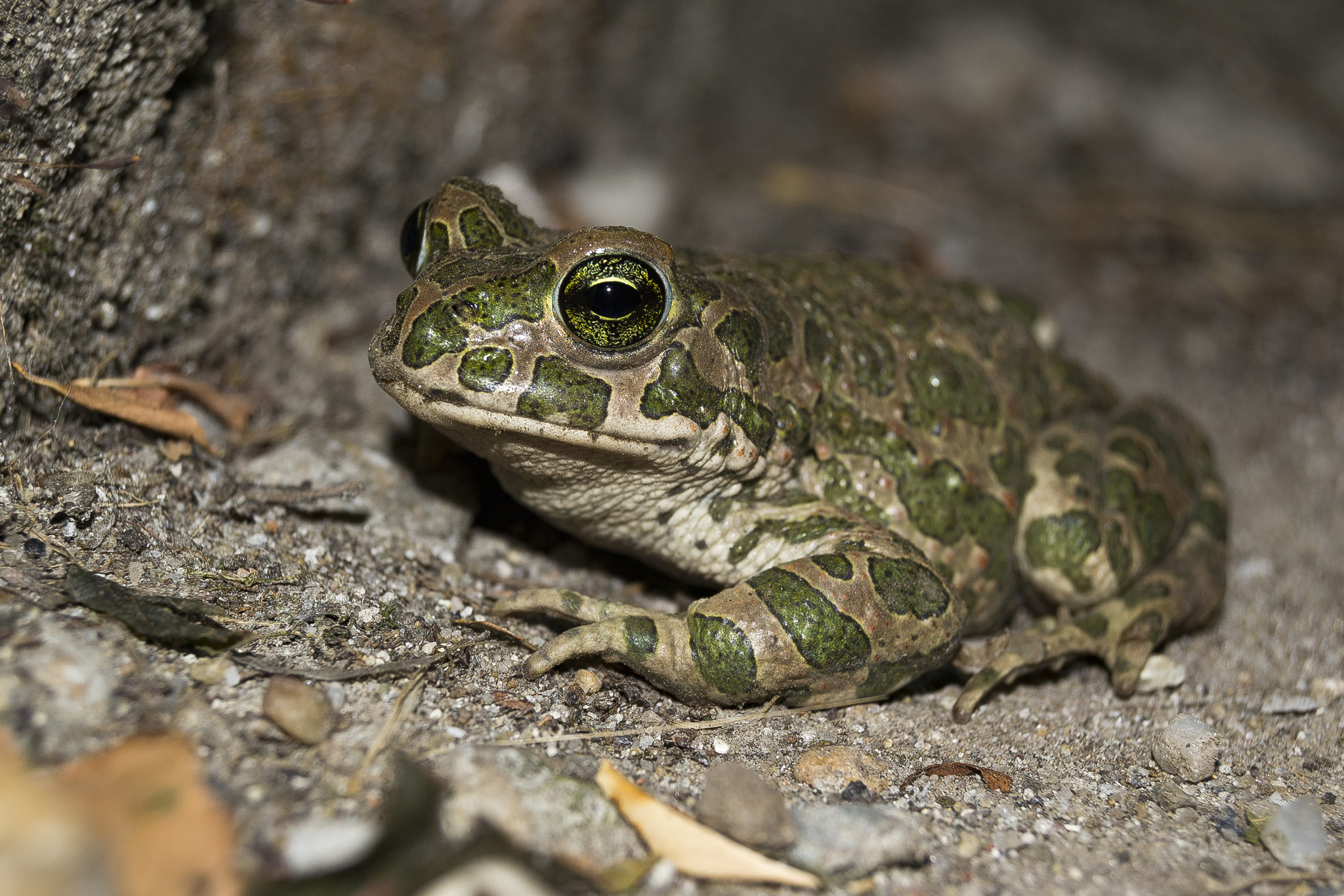 Orginal Toad European Green Toad Size