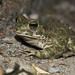European Green Toad - Photo (c) Ioana Mita, some rights reserved (CC BY-NC), uploaded by Ioana Mita