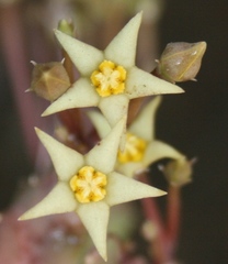 Piaranthus parvulus