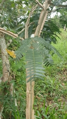 Piptadenia gonoacantha