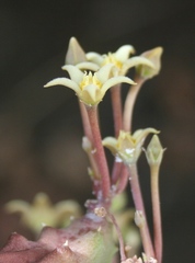 Piaranthus parvulus