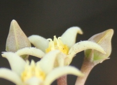 Piaranthus parvulus
