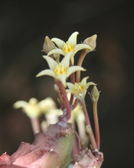 Piaranthus parvulus