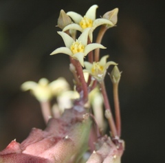 Piaranthus parvulus