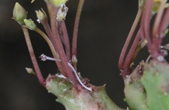 Piaranthus parvulus