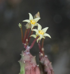 Piaranthus parvulus