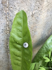 Theba pisana