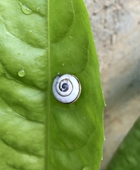 Theba pisana