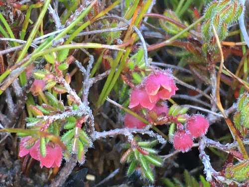 Image of Bloodbell Heath (Erica haematocodon) by (c) Caroline Voget, some rights reserved (CC BY)