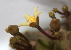 Piaranthus parvulus