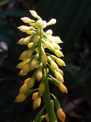 Calanthe actinomorpha