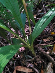 Calanthe actinomorpha