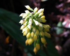 Calanthe actinomorpha