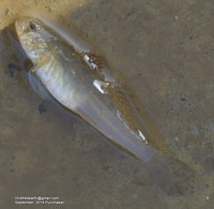 Stenogobius ophthalmoporus