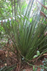 Pandanus monotheca