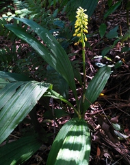 Calanthe actinomorpha