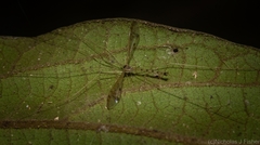 Skuseomyia eximia