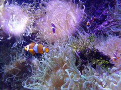 Amphiprion ocellaris