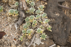 Heliotropium anomalum