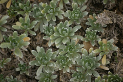 Heliotropium anomalum