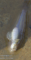 Stenogobius ophthalmoporus