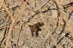 Poecilanthrax arethusa