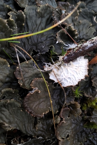 membranous pelt lichen (Peltigera membranacea)