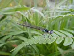 Pseudocopera annulata