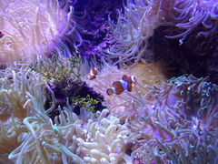 Amphiprion ocellaris