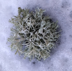 Ramalina fastigiata