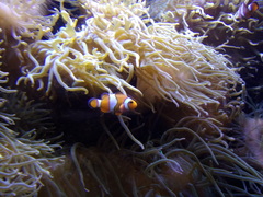 Amphiprion ocellaris