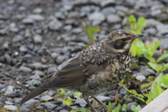 Turdus iliacus coburni