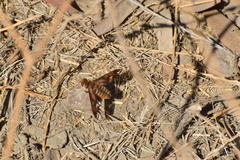 Poecilanthrax arethusa