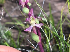Disperis tysonii