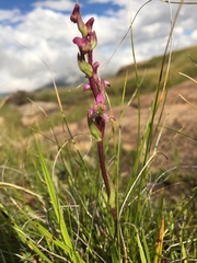 Disperis tysonii
