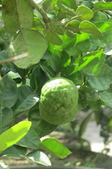 Citrus hystrix