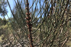 Allocasuarina mackliniana