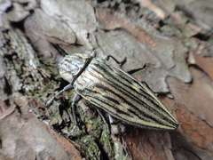 Chalcophora japonica