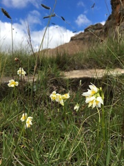 Schizochilus flexuosus