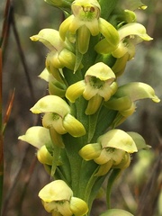 Satyrium microrrhynchum
