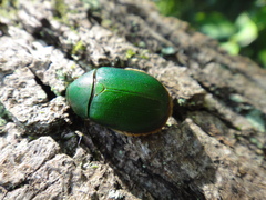 Anomala albopilosa