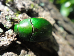 Anomala albopilosa