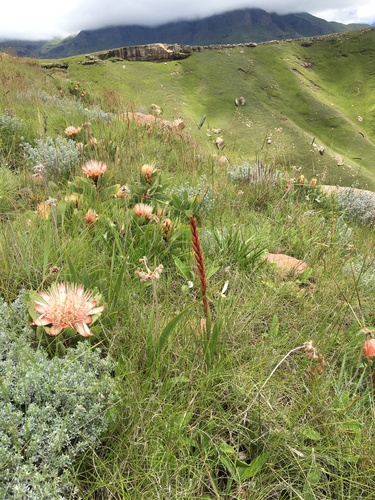 Protea dracomontana image