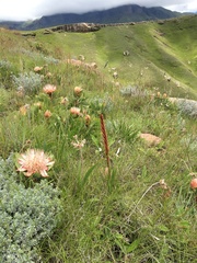 Image of Protea dracomontana
