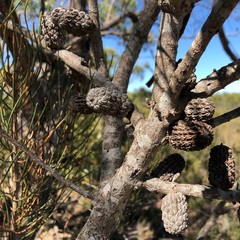 Allocasuarina mackliniana