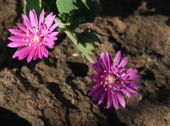 Corbichonia decumbens