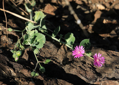 Corbichonia decumbens