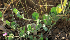 Corbichonia decumbens
