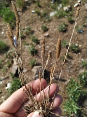 Phleum paniculatum
